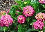 Hydrangea_macrophylla_'Alpenglühen'_habitus_2-loc_Hydrangeum.jpg