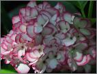 Hydrangea macrophylla 'Mirai'closeup inflorescences juillet