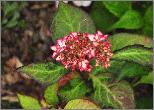 Hydrangea macrophylla 'Mirai' closeup jeune fleur