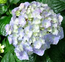 HydrangeamacrophyllaGeneralevictomtessedeVibrayecloseupnice