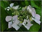Hydrangea_macrophylla_'Beauté Vendomoise'  jonge_bloem