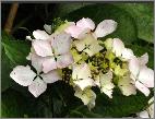 Hydrangea macrophylla 'Beauté Vendomoise'vn