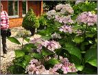 Hydrangea_macrophylla_'Beauté_Vendomoise'_Habitus_Tine_vnn_2