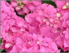 HydrangeamacrophyllaAlpengluhen2