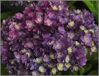 HydrangeamacrophyllaYouMeTogetherbloemenvnn