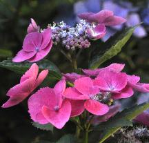 HydrangeamacrophyllaAnnekeSterkenVN2011