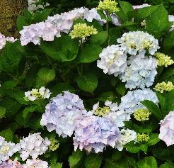 Hydrangea macrophylla 'Alaska' moederplant in border