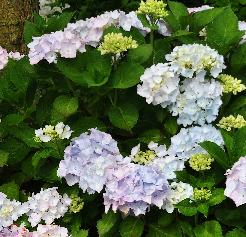 Hydrangea macrophylla 'Alaska' moederplant in border