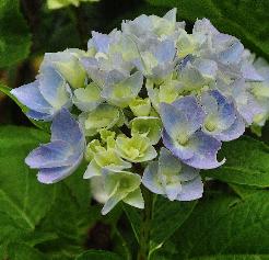 Hydrangea macrophylla 'Ankong' juni