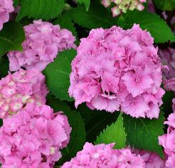 Hydrangea macrophylla 'Benelux'