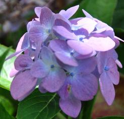 Hydrangea macrophylla 'Blauer Prinz' nabloei september