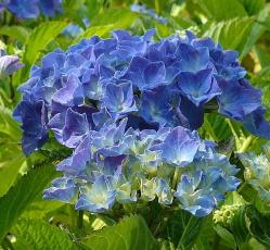 HydrangeamacrophyllaLabvlasynBlauerZwerg