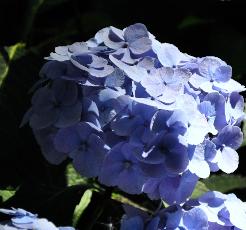 HydrangeamacrophyllaBodenseesynBoncuseBrugger1950VN