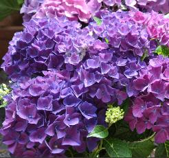 Hydrangeamacrophyllacotedazur2