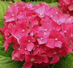 HydrangeamacrophyllaDeutschland