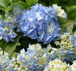 HydrangeamacrophyllaGeneralvicomtessedeVibrayVNN2