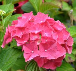 HYDRANGEAMACROPHYLLAGLOWINGEMBERS