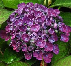 HydrangeamacrophyllaHopcornhovariareeks