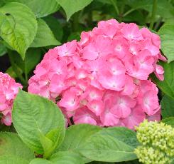 HydrangeamacrophyllaKingGeorges