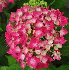 HydrangeamacrophyllaLeuchtfeuerjongebloemCloseupvnntuinvanDirkStaels