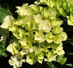 HydrangeamacrophyllaMagicalNoblessebloeijuni