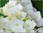 Hydrangea macrophylla 'Mme E. Moullière' Young flowers