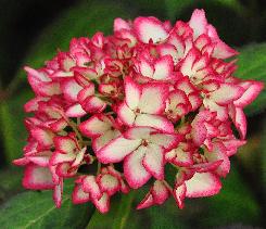 HydrangeamacrophyllaMiraicloseupbloemverynice