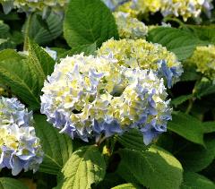 HydrangeamacrophyllaNikkoBluevn