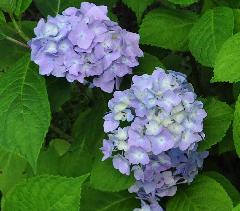 HydrangeamacrophyllaOTAKSAbolhortensiavn