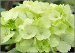 Hydrangea macrophylla 'Mme Emile Mouilliere' jeune fleur, couleur vert crème