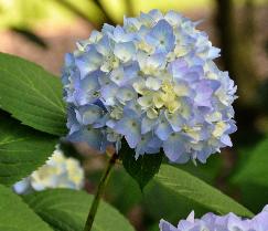 HydrangeamacrophyllaSemperflorensblauwVN