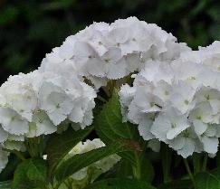 Hydrangea_macrophylla_'Soeur_Thérèse'_bloei_juli-vnnn