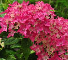 HydrangeamacrophyllaTovelittweejarigeplantvnncloseup