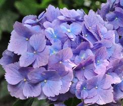 HydrangeamacrophyllaUrsulacloseupvn