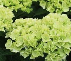 HydrangeamacrophyllaWudu