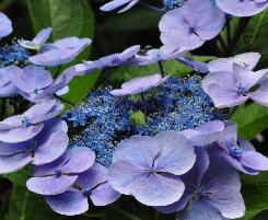 HydrangeamacrophyllaBlaulingcloseupvnlocHydrangeum