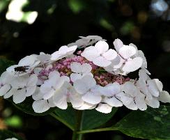 HYDRANGEAMACROPHYLLALIBELLEVNEINDAUG