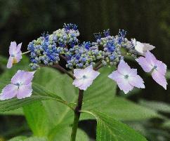 HydrangeamacrophyllaLilacinacloseupbloem