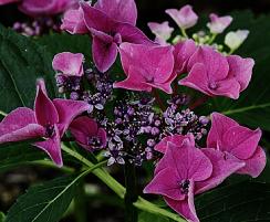 HydrangeamacrophyllaPapagei