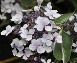 HydrangeamacrophyllaTricolorclosu