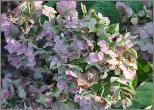 Hydrangea macrophylla 'Mme Emile Moullière' fin de floraison, couleur automnale