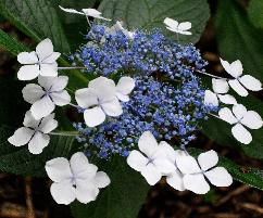 HydrangeamacrophyllaVeitchiiVNlacecap