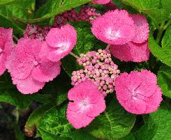 Hydrangea_macrophylla_'Zaunkönig'_bloem
