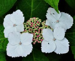 HydrangeamacrophyllaTokyoDelightbloemcloseup