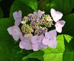 HydrangeamacrophyllaDartsSongbirdopenenfertielebloemvnnn