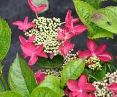 HydrangeamacrophyllaRotschwanz