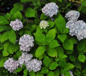 HydrangeamacrophyllaOtaksahabitus2