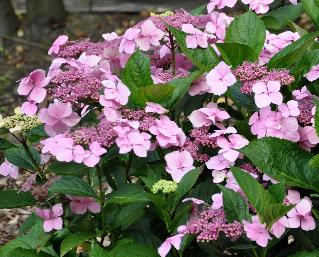 HydrangeamacrophyllaMariesiiperfectalacecapVN2