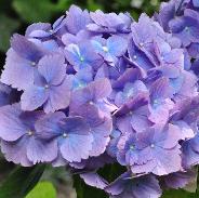 HydrangeamacrophyllaUrsulacloseupvn