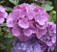 HydrangeamacrophyllaUrsulaviolet